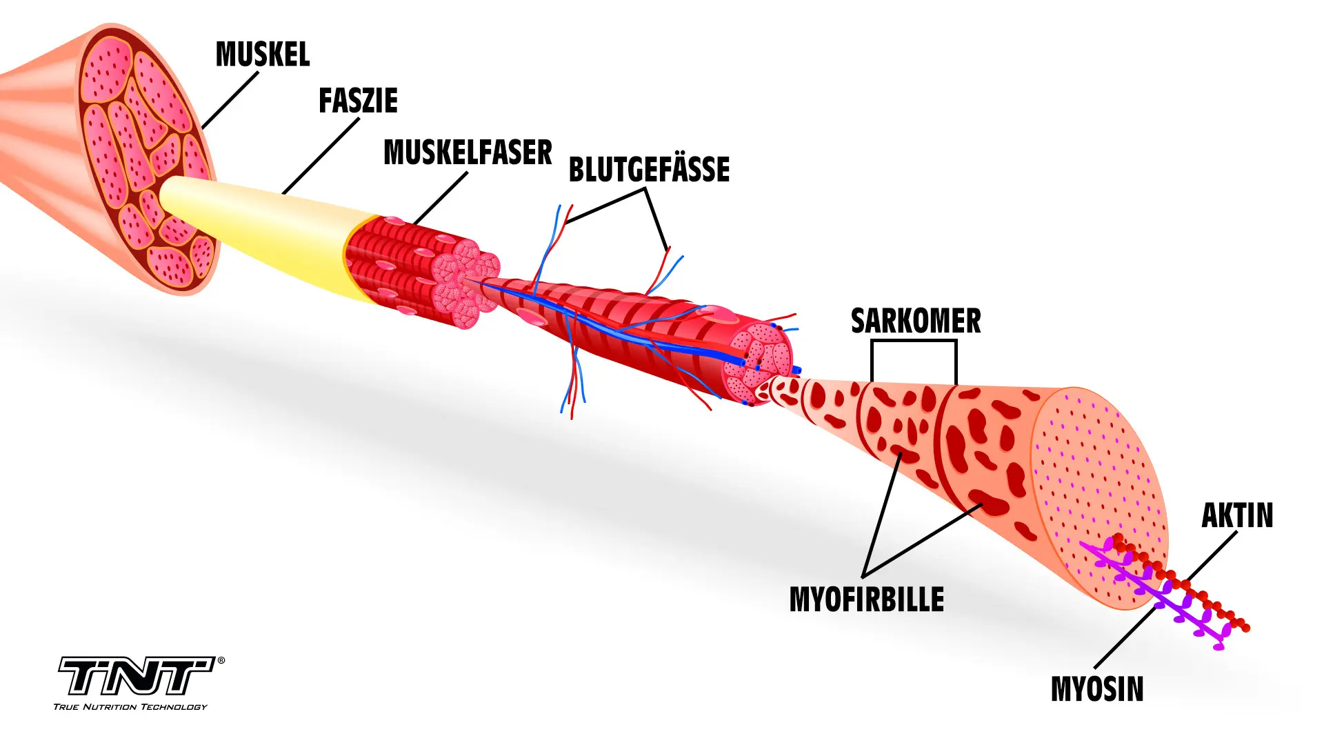 Muskelkater - Der Muskel